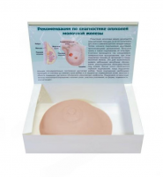 Тренажер отработки навыков клинического пальпаторного обследования молочной железы